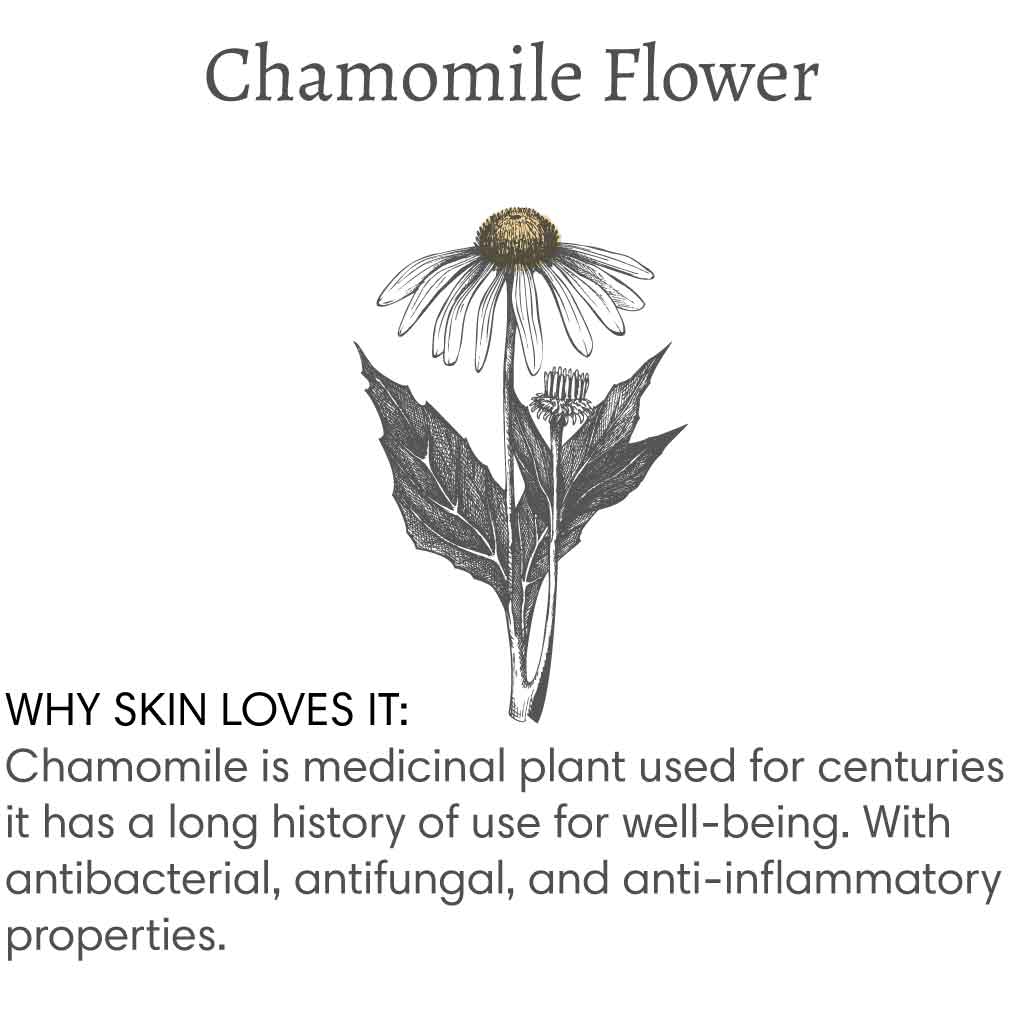 Title reads "Chamomile Flower", with image of a chamomile flower followed by text that reads "Why skin loves it: Chamomile is a medicinal plant used for centuries, it has a long history of use for well-being. With antibacterial, antifungal, and anti-inflammatory properties.".