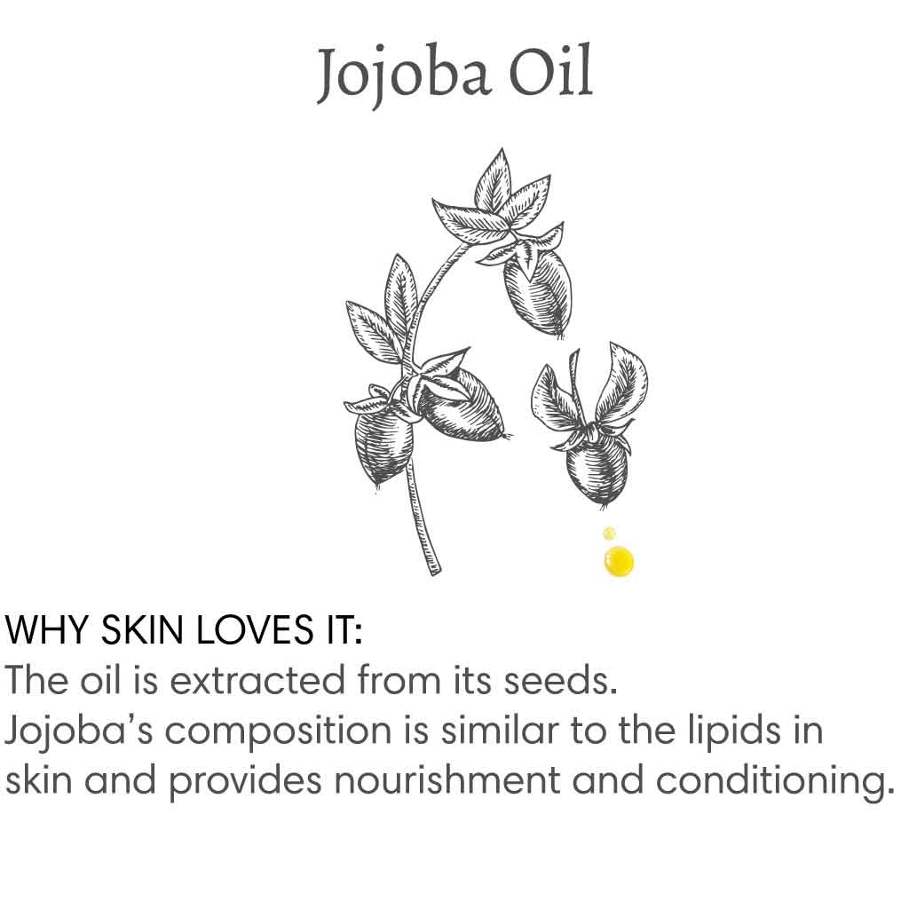 Title reads "Jojoba Oil", with image of a branch of jojoba seedsfollowed by text that reads "Why skin loves it: The oil is extracted from its seeds. Jojoba's composition is similar to the lipids in the skin and provides nourishment and conditioning".