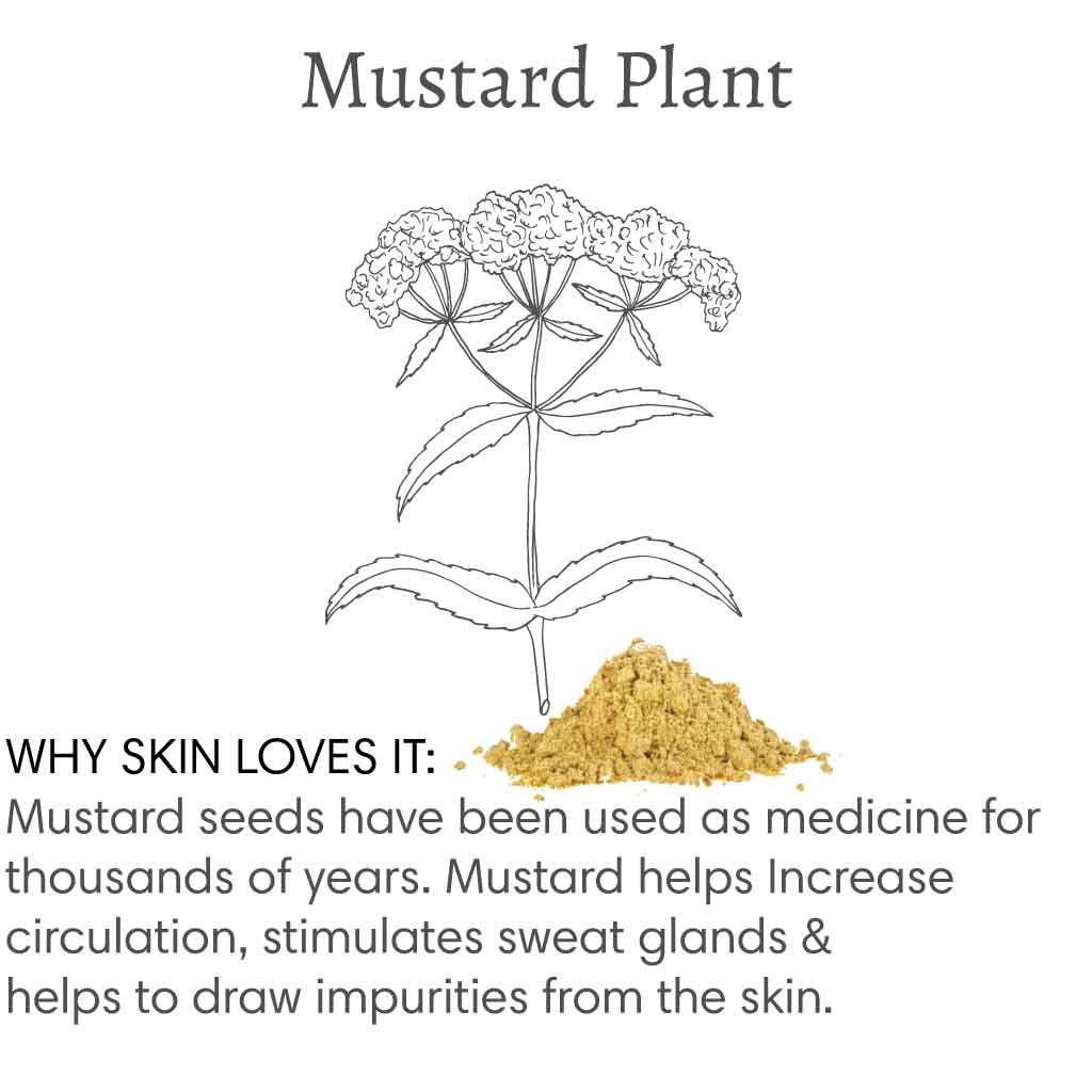 Title reads "Mustard Plant", with image of a mustard plant followed by text that reads "Why skin loves it: Mustard seeds have been used as medicine for thousands of years. Mustard helps increase circulation, stimulates sweat glands & helps to draw impurities from the skin.".
