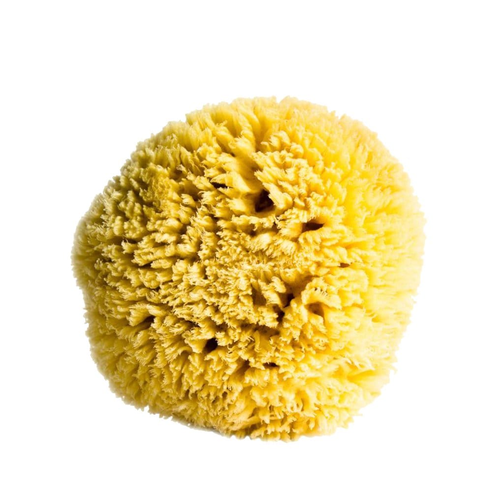 Sea Sponge SOFT & NATURALLY TEXTURED Barefoot Venus